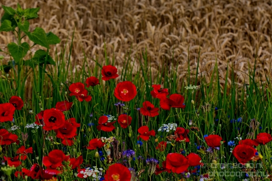 Wheat_fields_nature_landscape_North_Holland_Photography_008_Canon_EOS_5D_Mark_IV.JPG