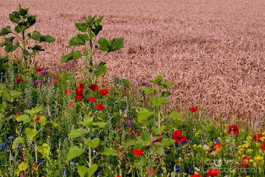 Wheat_fields_nature_landscape_North_Holland_Photography_009_Canon_EOS_5D_Mark_IV.JPG