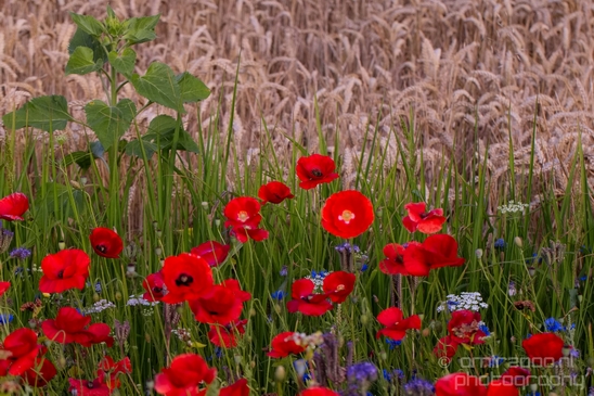 Wheat_fields_nature_landscape_North_Holland_Photography_010_Canon_EOS_5D_Mark_IV.JPG