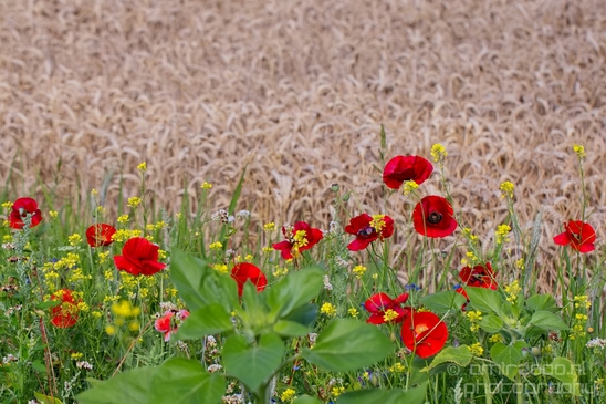 Wheat_fields_nature_landscape_North_Holland_Photography_011_Canon_EOS_5D_Mark_IV.JPG