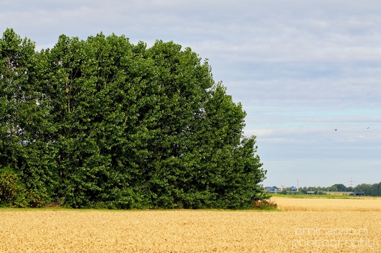 Wheat_fields_nature_landscape_North_Holland_Photography_012_Canon_EOS_5D_Mark_IV.JPG