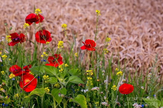 Wheat_fields_nature_landscape_North_Holland_Photography_014_Canon_EOS_5D_Mark_IV.JPG