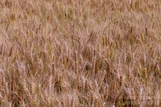 Wheat_fields_nature_landscape_North_Holland_Photography_018_Canon_EOS_5D_Mark_IV.JPG