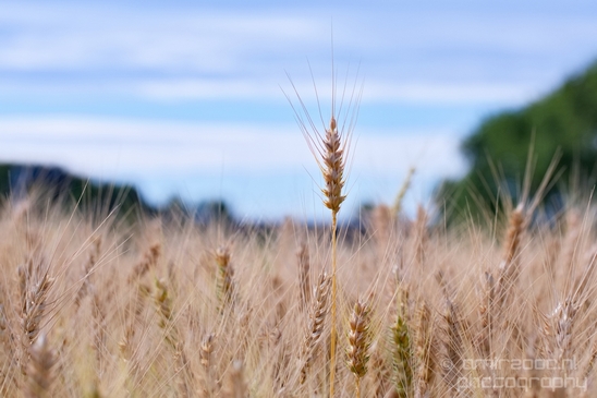 Wheat_fields_nature_landscape_North_Holland_Photography_020_Canon_EOS_5D_Mark_IV.JPG