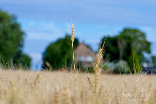 Wheat_fields_nature_landscape_North_Holland_Photography_021_Canon_EOS_5D_Mark_IV.JPG
