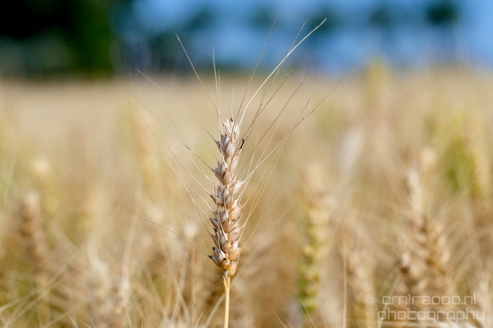 Wheat_fields_nature_landscape_North_Holland_Photography_022_Canon_EOS_5D_Mark_IV.JPG