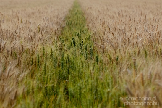 Wheat_fields_nature_landscape_North_Holland_Photography_023_Canon_EOS_5D_Mark_IV.JPG