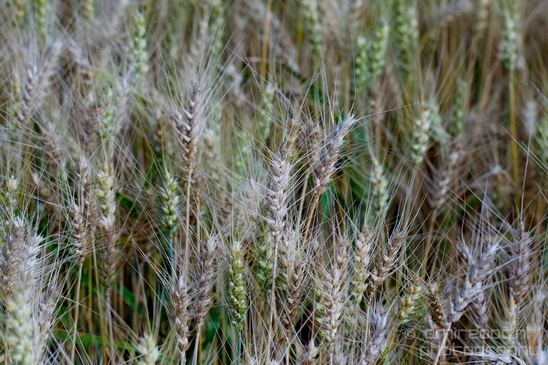 Wheat_fields_nature_landscape_North_Holland_Photography_024_Canon_EOS_5D_Mark_IV.JPG