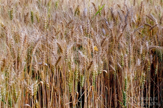 Wheat_fields_nature_landscape_North_Holland_Photography_025_Canon_EOS_5D_Mark_IV.JPG