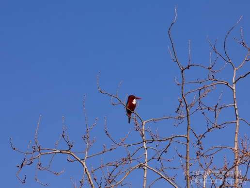 White-throated_kingfisher_birds_Ariel_Sharon_Park_nature_Tel_Israel_Photography_002_Canon_EOS_5D_Mark_IV.JPG