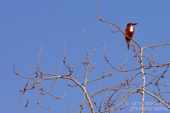 White-throated_kingfisher_birds_Ariel_Sharon_Park_nature_Tel_Israel_Photography_003_Canon_EOS_5D_Mark_IV.JPG