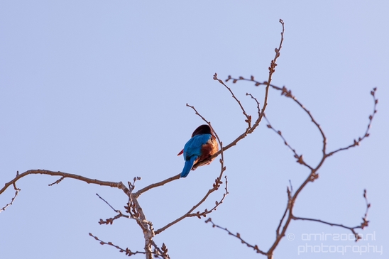 White-throated_kingfisher_birds_Ariel_Sharon_Park_nature_Tel_Israel_Photography_004_Canon_EOS_5D_Mark_IV.JPG