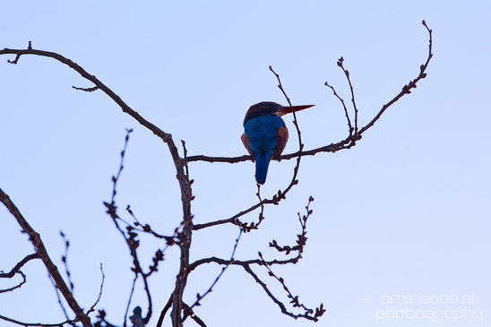 White-throated_kingfisher_birds_Ariel_Sharon_Park_nature_Tel_Israel_Photography_005_Canon_EOS_5D_Mark_IV.JPG