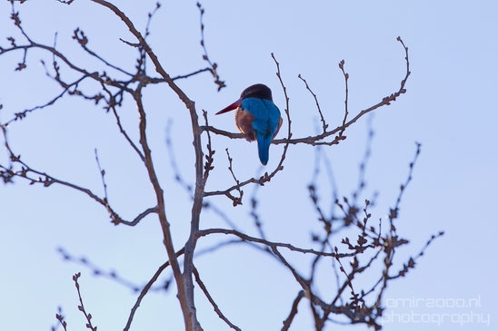 White-throated_kingfisher_birds_Ariel_Sharon_Park_nature_Tel_Israel_Photography_006_Canon_EOS_5D_Mark_IV.JPG