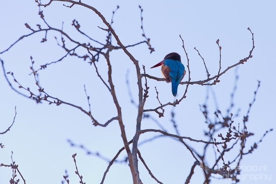 White-throated_kingfisher_birds_Ariel_Sharon_Park_nature_Tel_Israel_Photography_007_Canon_EOS_5D_Mark_IV.JPG