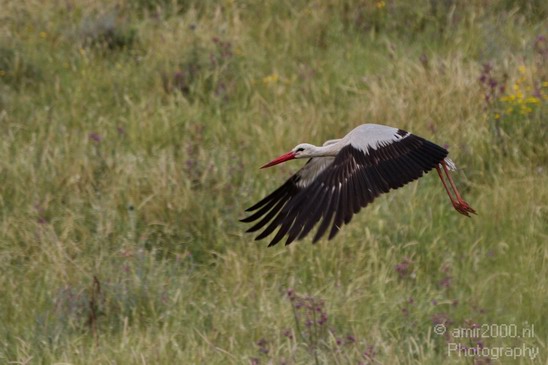 White_Stork_Israel_Birds_Photography_Landscape_001_Canon_EOS_7D.JPG