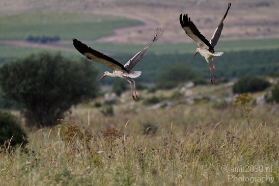 White_Stork_Israel_Birds_Photography_Landscape_002_Canon_EOS_7D.JPG