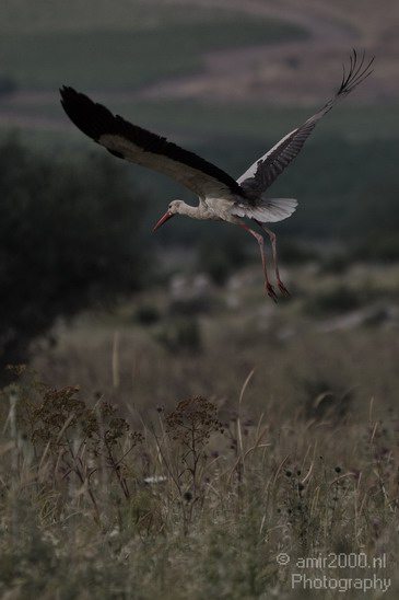 White_Stork_Israel_Birds_Photography_Landscape_003_Canon_EOS_7D.JPG