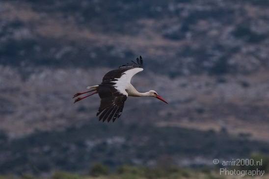 White_Stork_Israel_Birds_Photography_Landscape_005_Canon_EOS_7D.JPG