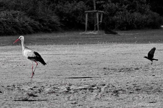 White_Stork_and_Crow_nature_Birds_Photography_Landscape_001_Canon_EOS_7D.JPG
