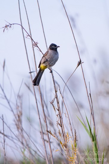 White_spectacled_bulbul_Nature_Landscape_Photography_001_Canon_EOS_7D.JPG