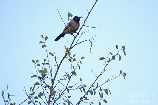 White_spectacled_bulbul_Nature_Landscape_Photography_002_Canon_EOS_7D.JPG