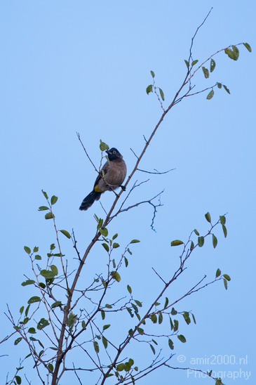 White_spectacled_bulbul_Nature_Landscape_Photography_003_Canon_EOS_7D.JPG