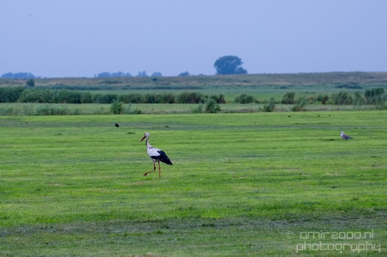 White_stork_Ciconia_nature_Birds_Photography_Landscape_001_Canon_EOS_5D_Mark_IV.JPG