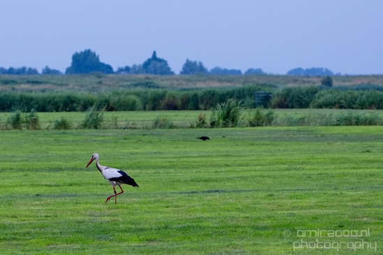 White_stork_Ciconia_nature_Birds_Photography_Landscape_002_Canon_EOS_5D_Mark_IV.JPG
