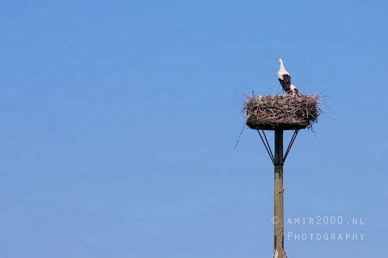 White_stork_Ciconia_nature_Birds_Photography_Landscape_003_Canon_EOS_5D_Mark_IV.JPG