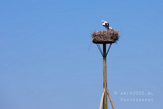 White_stork_Ciconia_nature_Birds_Photography_Landscape_004_Canon_EOS_5D_Mark_IV.JPG