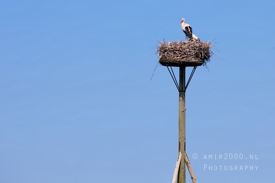 White_stork_Ciconia_nature_Birds_Photography_Landscape_005_Canon_EOS_5D_Mark_IV.JPG