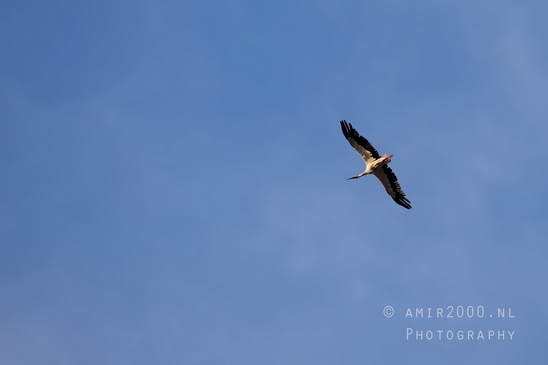 White_stork_Ciconia_nature_Birds_Photography_Landscape_007_Canon_EOS_5D_Mark_IV.JPG