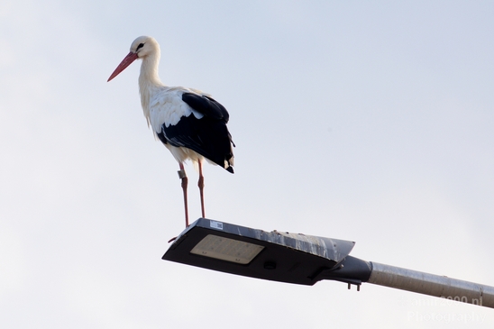 White_stork_Ciconia_on_a_light_pole_nature_Birds_Photography_Landscape_001_Canon_EOS_5D_Mark_IV.JPG