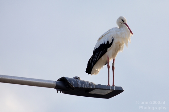 White_stork_Ciconia_on_a_light_pole_nature_Birds_Photography_Landscape_002_Canon_EOS_5D_Mark_IV.JPG
