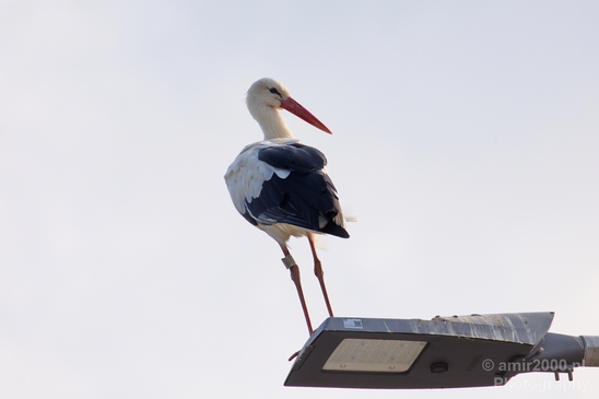 White_stork_Ciconia_on_a_light_pole_nature_Birds_Photography_Landscape_003_Canon_EOS_5D_Mark_IV.JPG