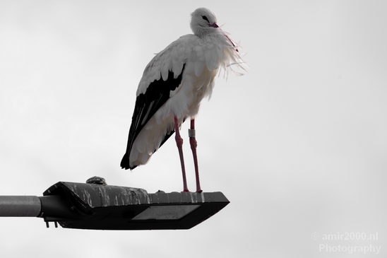 White_stork_Ciconia_on_a_light_pole_nature_Birds_Photography_Landscape_004_Canon_EOS_5D_Mark_IV.JPG