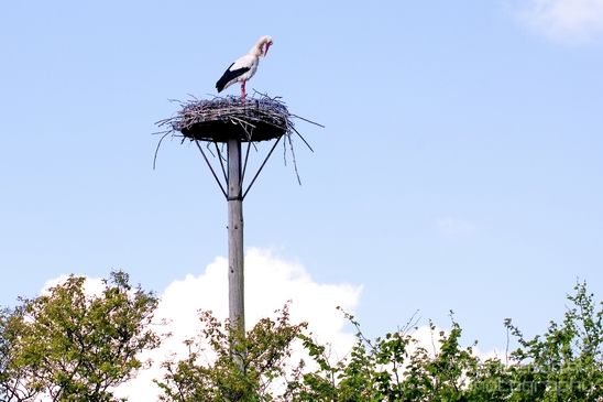 White_stork_Ciconia_on_a_light_pole_nature_Birds_Photography_Landscape_009_Canon_EOS_5D_Mark_IV.JPG