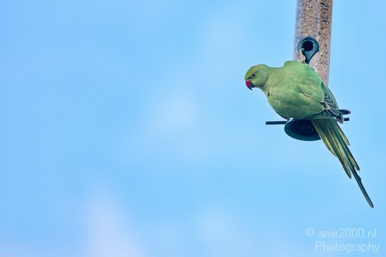 Wild_Parakeets_nature_Landscape_Photography_001_Canon_EOS_5D_Mark_IV.JPG