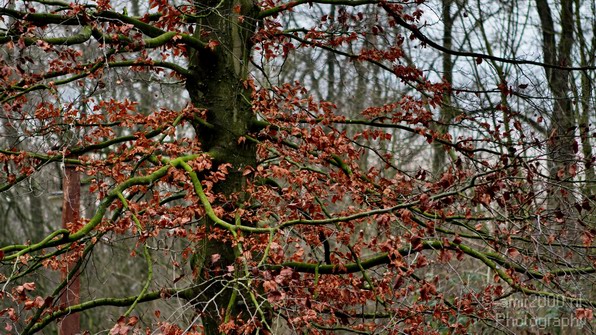 Winter_Scene_Nature_Landscape_Photography_006_Canon_EOS_7D.JPG