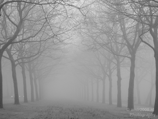 Winter_foggy_day_around_Amsterdam_nature_landscape_north_holland_Netherlands_Photography_023_Canon_EOS_5D_Mark_IV.JPG