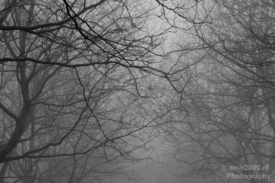 Winter_foggy_day_around_Amsterdam_nature_landscape_north_holland_Netherlands_Photography_024_Canon_EOS_5D_Mark_IV.JPG