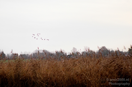 Winter_north_holland_landscape_nature_nederland_Photography_008_Canon_EOS_5D_Mark_IV.JPG
