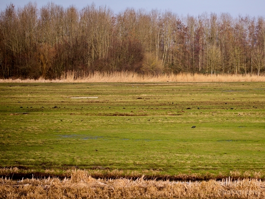 Winter_scenery_north_holland_landscape_nederland_Photography_099_Canon_EOS_5D_Mark_IV.JPG