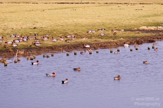 Winter_scenery_north_holland_landscape_nederland_Photography_125_Canon_EOS_5D_Mark_IV.JPG