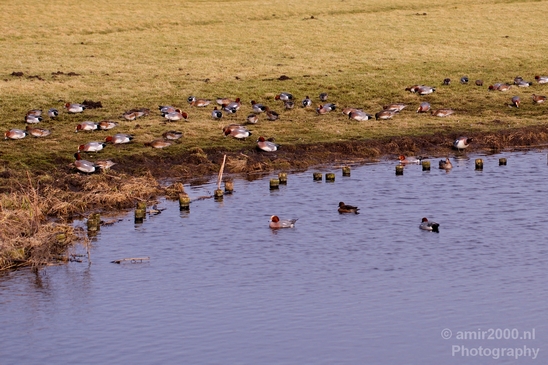 Winter_scenery_north_holland_landscape_nederland_Photography_129_Canon_EOS_5D_Mark_IV.JPG