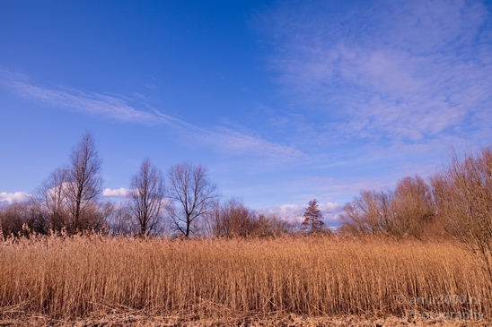 Winter_scenery_north_holland_landscape_nederland_Photography_165_Canon_EOS_5D_Mark_IV.JPG