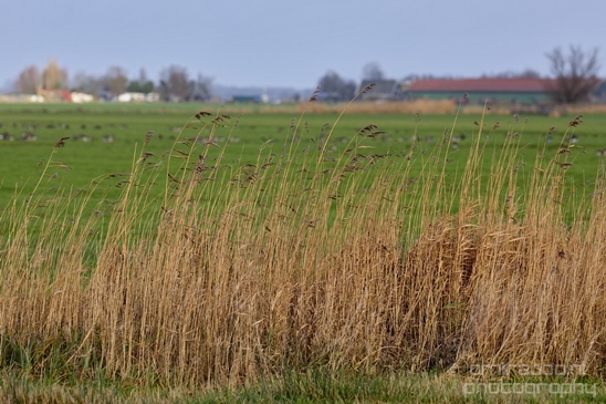 Winter_scenery_north_holland_landscape_nederland_Photography_182_Canon_EOS_5D_Mark_IV.JPG