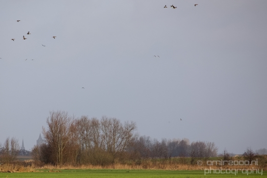 Winter_scenery_north_holland_landscape_nederland_Photography_183_Canon_EOS_5D_Mark_IV.JPG