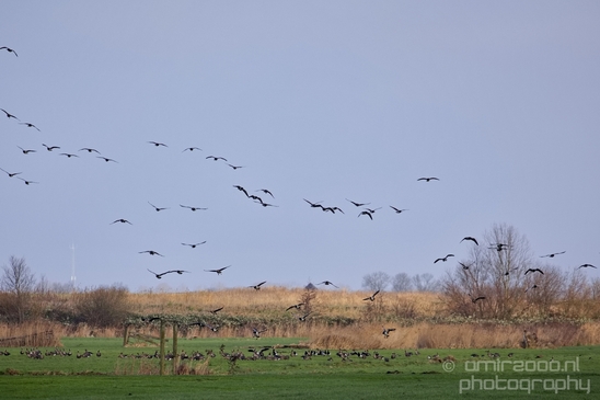 Winter_scenery_north_holland_landscape_nederland_Photography_191_Canon_EOS_5D_Mark_IV.JPG